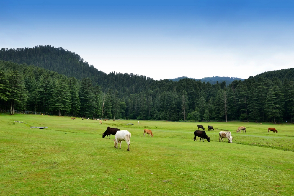 Complete Himachal Tour Package with Shimla Manali Dharamshala & Dalhousie